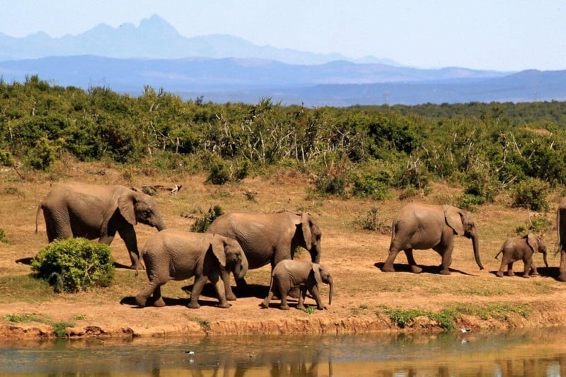 Africana Travel Streamlines Booking for the Best Accommodation in Hoedspruit