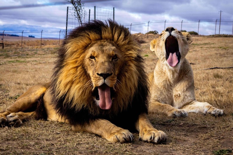 Micca and Juba Mark Their 8th Rescueversary