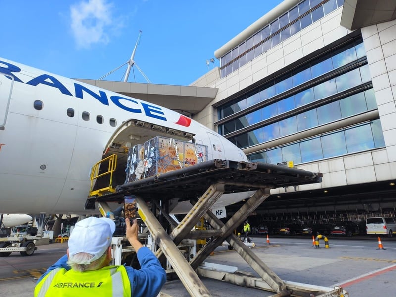 Air France Repatriates Trafficked Lions Yoda and Ysis to Their New Home in South Africa