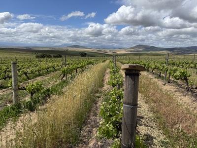Piet Kleinhans Returns to Havana Hills, Eyeing Wider Reach for Philadelphia Ward Wines