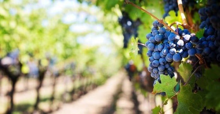 SA Wine Industry Maps Bold Future Amid Global And Local Pressures