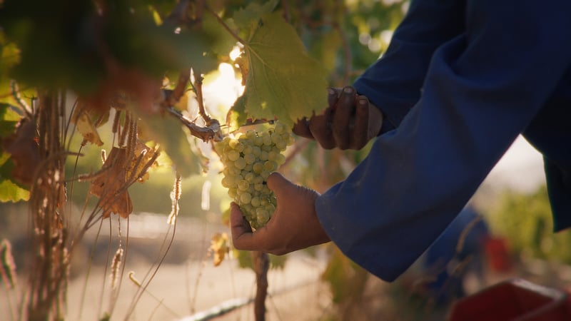 La Motte Wine Harvest 2026