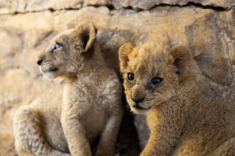 Conservation groups urge South Africa to end commercial captive lion breeding as World Lion Day 2026 highlights 8,000 lions at risk