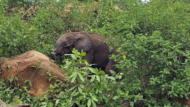 Elephant orphan finds a herd at Shawu's Hills Estate