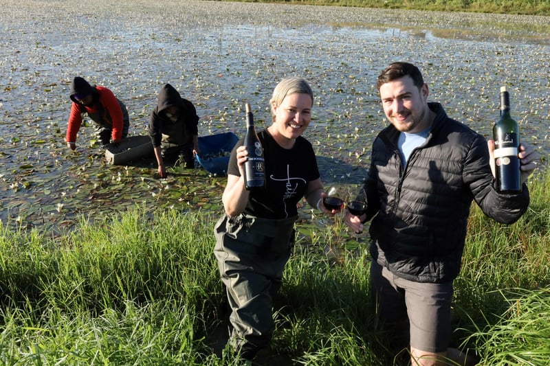 Waterblommetjies in full bloom in the Boland