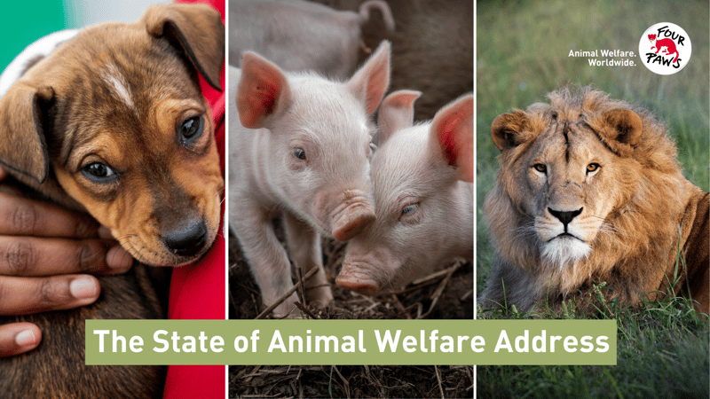 FOUR PAWS Announces Online Livestream of 2025 State of Animal Welfare Address #SOAWA