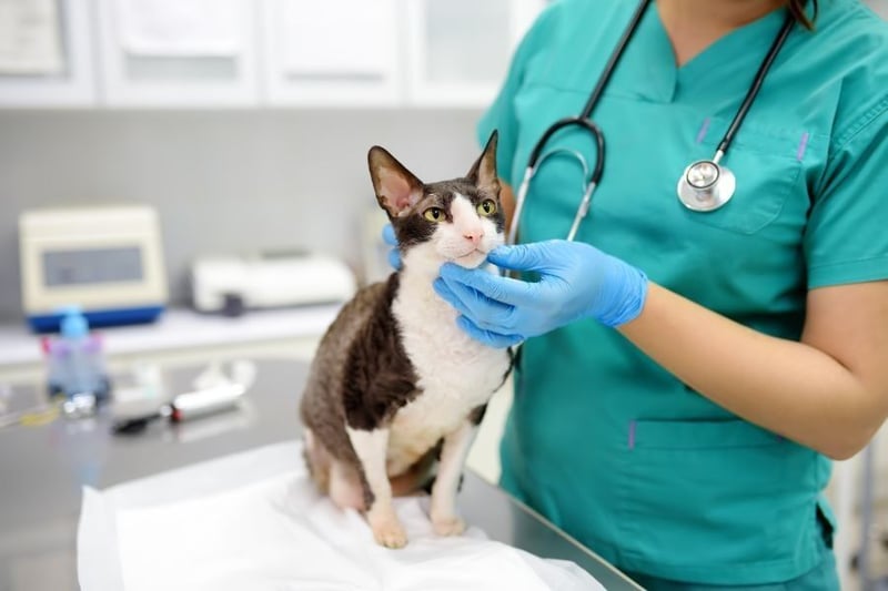 5 Steps to Becoming a Veterinarian in South Africa