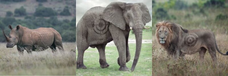 End this barbaric sport - charity plea for final ban on trophy and canned hunting