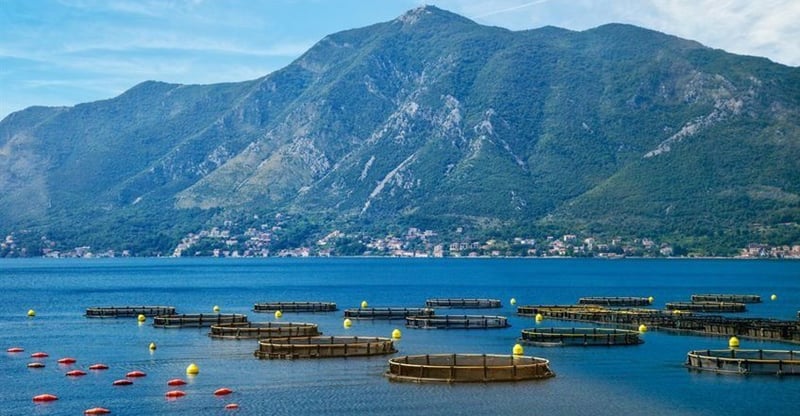 Africa Risks Declining Per Capita Blue Foods Consumption Without Reform