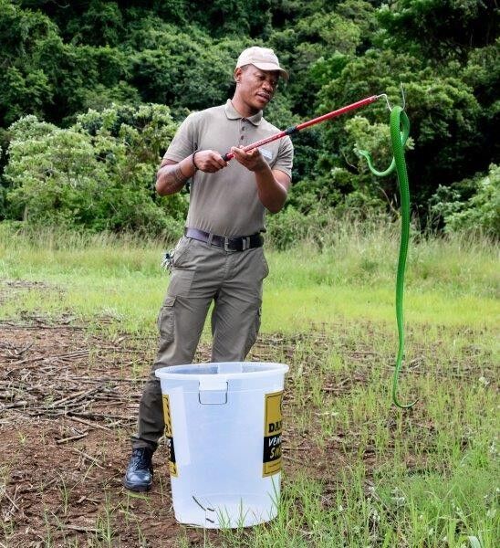 Crocworld Shares Vital Snake Tips Following Anti-Venom Shortage in South Africa