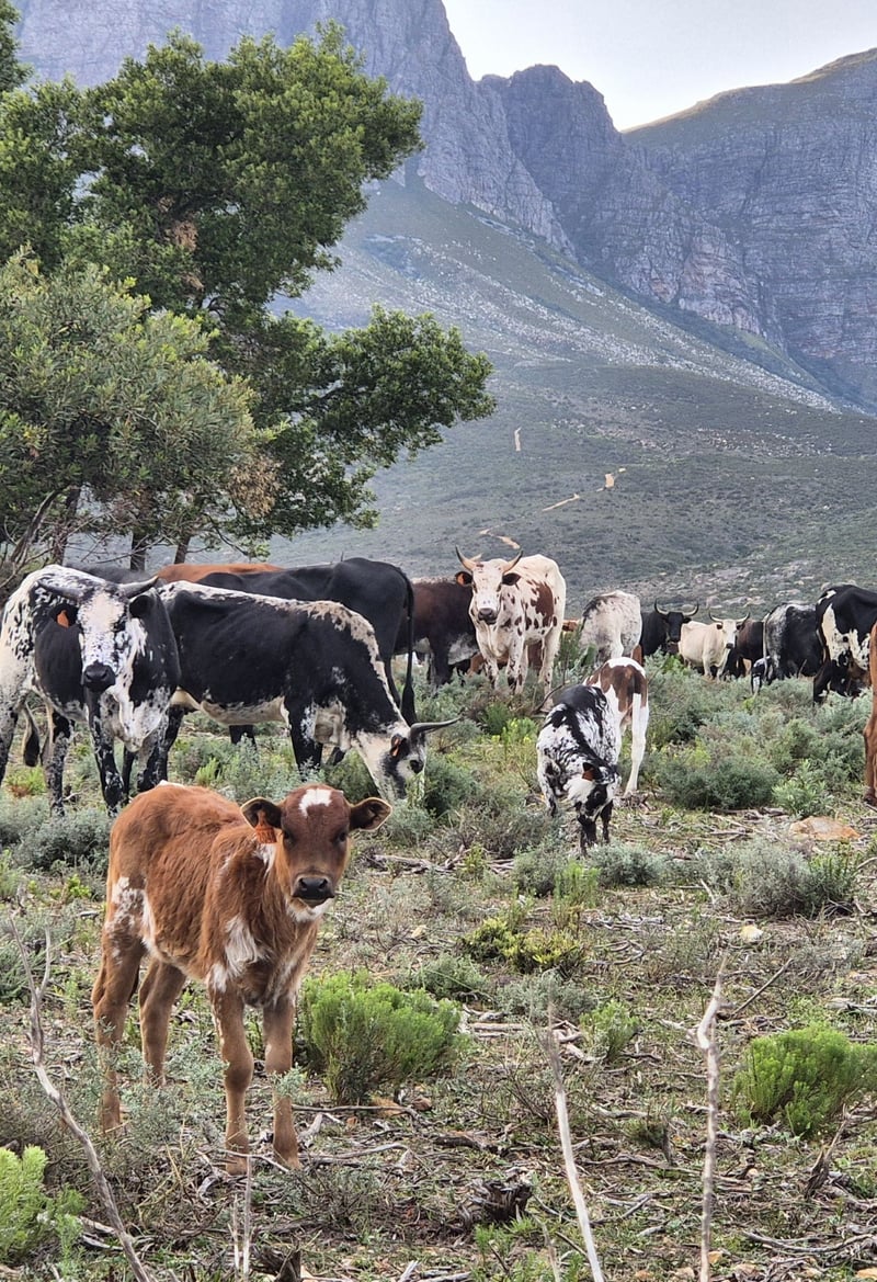 Vergelegen’s Nguni nursery welcomes a new generation