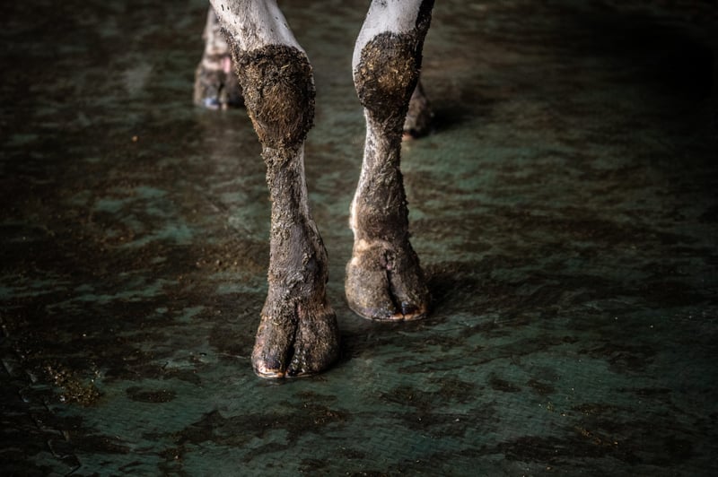 Protecting Communities Starts with Protecting Animals