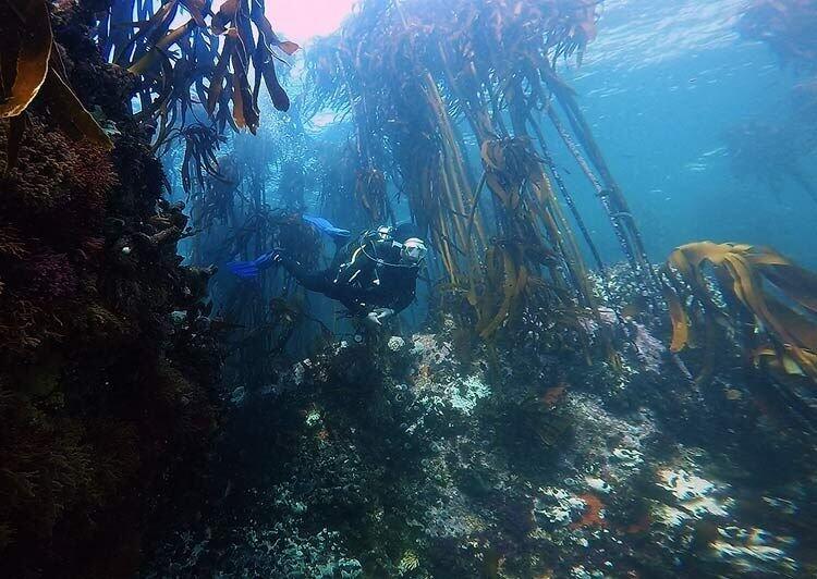 Oceans Africa Launches Kelp Forest Snorkeling Safari - Discover Cape Town’s Underwater Wilderness