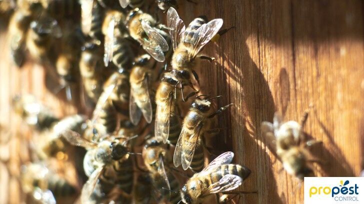 Meet The Trusted Pest Control Specialists