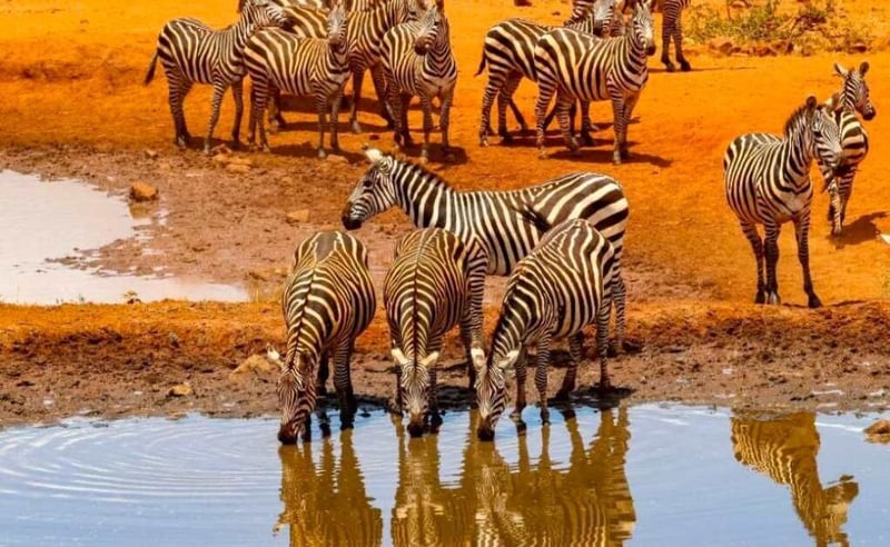 Planning Your Kosher Safari - A Step by Step Guide to an Unforgettable Adventure