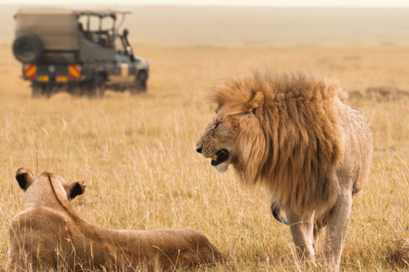 Planning a Kosher Safari in Africa