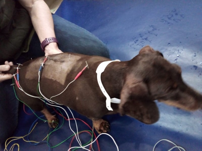 Protect your wallet and your pet with insurance that guards against the unthinkable