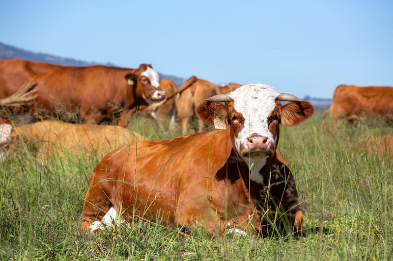 World Health Day -  “One Health, One Welfare”