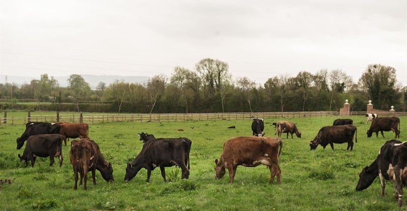 Government And Private Sector Partner To Bolster Foot And Mouth Disease Vaccine Supply