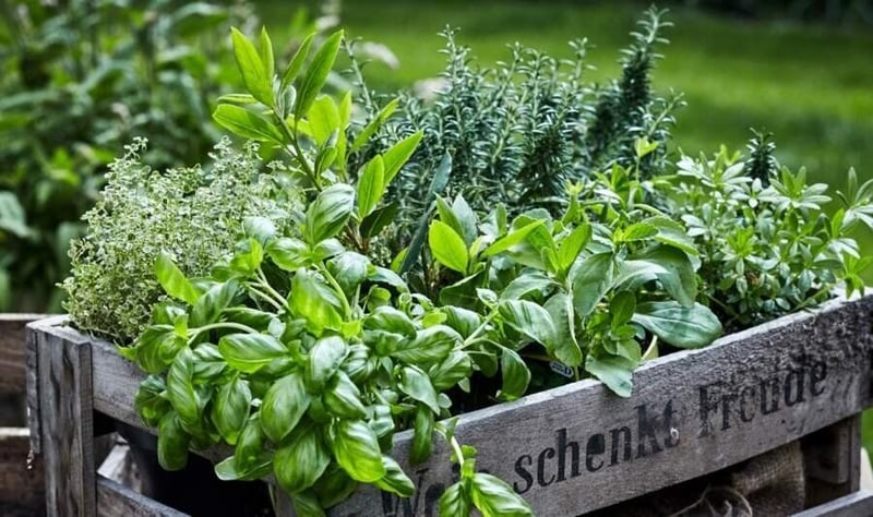 Herbs that can be grown at home!