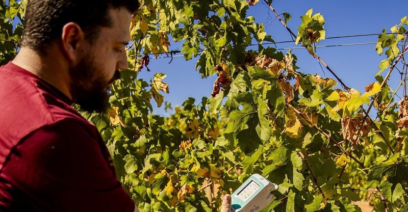 Telkom, Partners Introduce Smart Agritech, Transforming Sa Wine