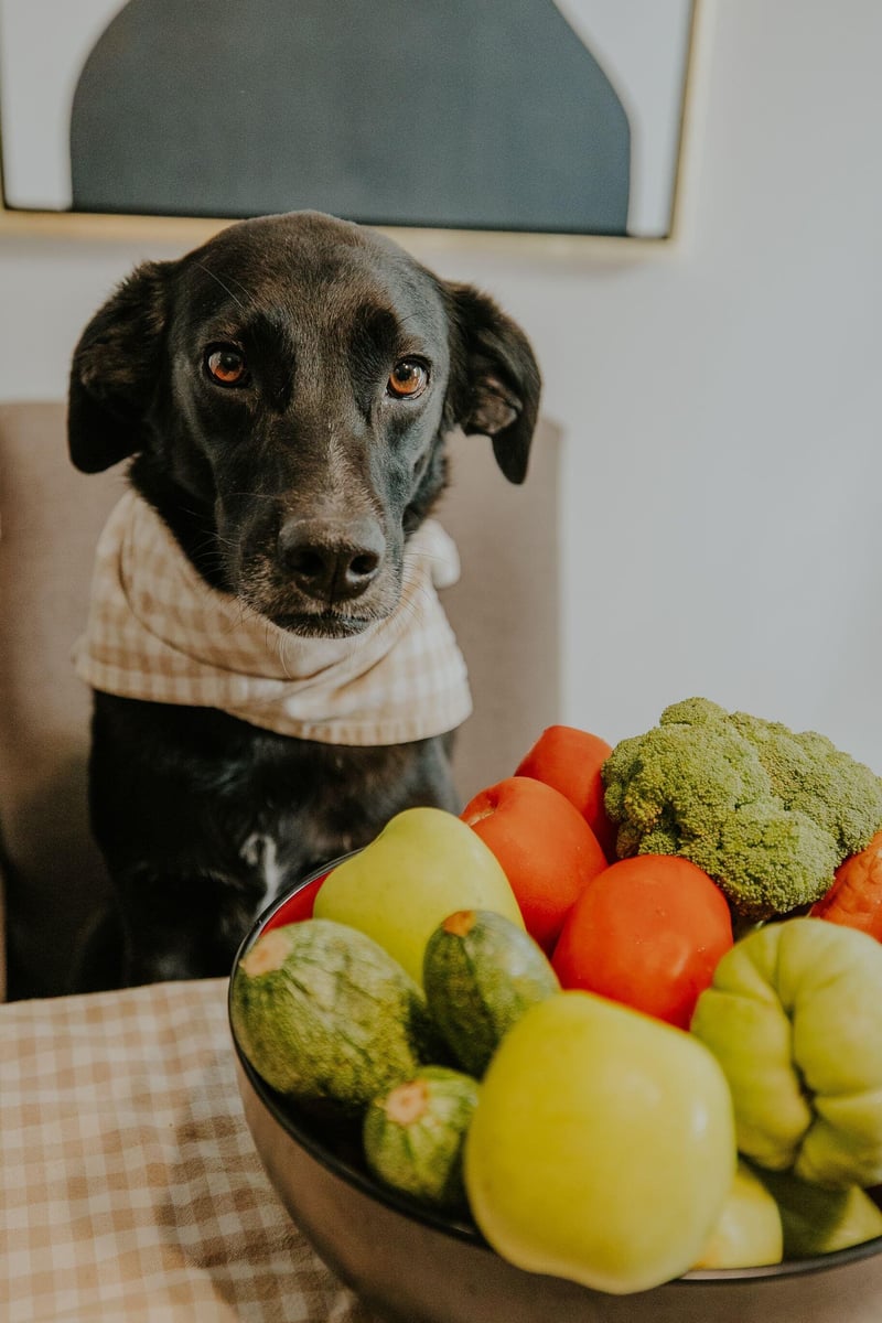 Why More Veterinarians Are Saying 'No Thanks' to Raw Diets for Dogs