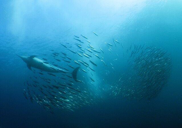 Oceans Africa Unveils Four Distinct 2026 Sardine Run Expeditions Along South Africa’s Wild Coast