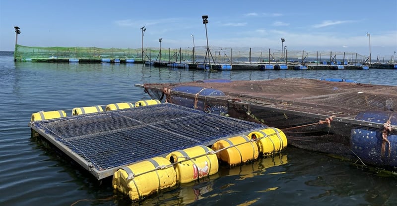 Fish Deaths In Lake Victoria Raise Alarm Over Disease And Antibiotic Resistance