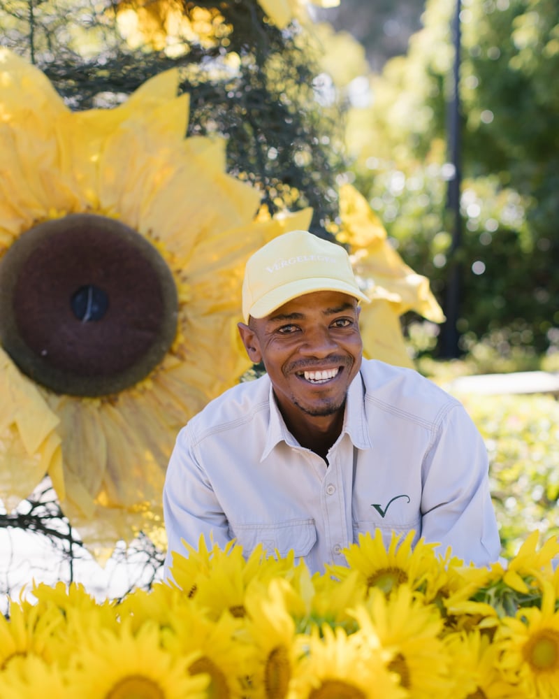 Sunflower celebration in full bloom at Vergelegen
