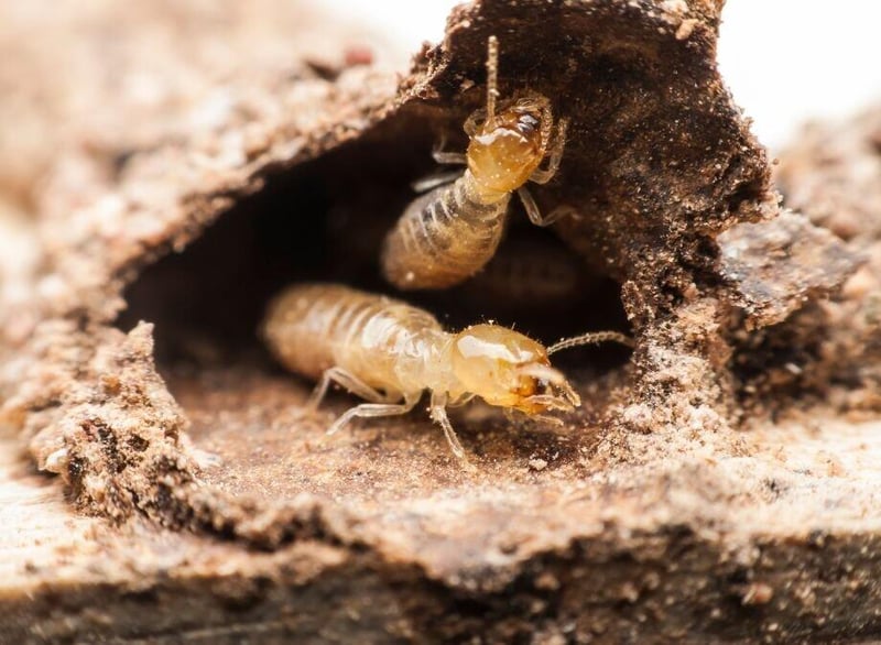 Eco Smart Pest Control Looks at Termite Behaviour in Johannesburg Homes