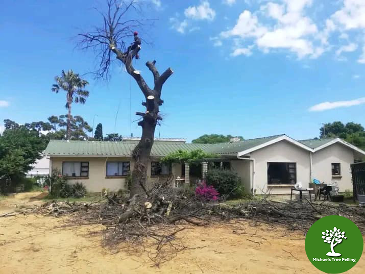Tree Felling Durbanville, Michael’s Tree Felling Adopts GRCS Rigging System for Safer and Faster Tree Removals