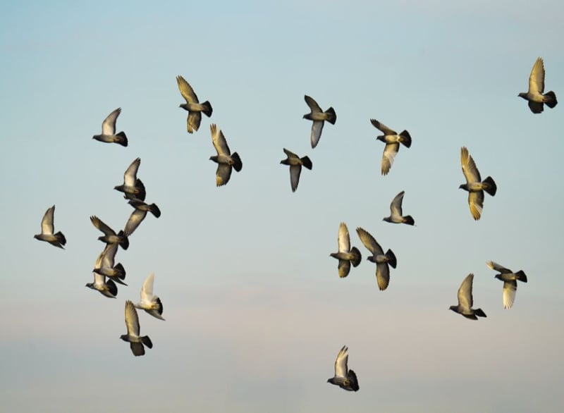 Eco Smart Pest Control Publishes Guide on Why Urban Birds Keep Returning to Johannesburg Properties