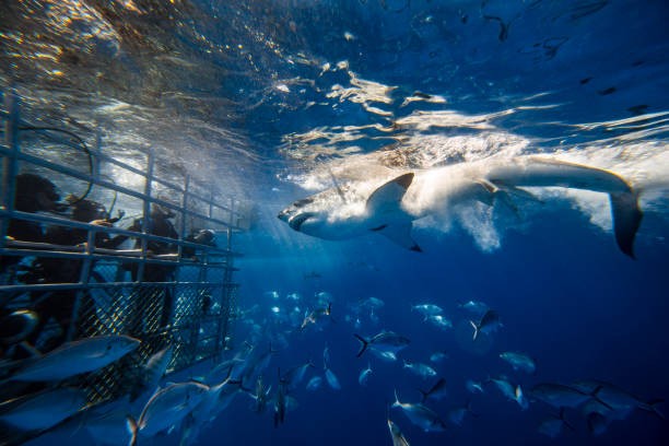 Unforgettable Festive Season Experiences in Cape Town - Why Shark Cage Diving Tops the List