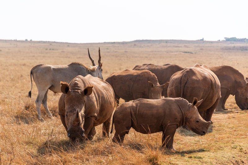 Understanding the True Purpose of a Rhino’s Horn This World Rhino Day