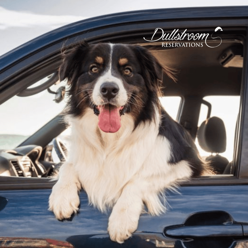 More Travellers Are Choosing Pet-Friendly Accommodation in Dullstroom