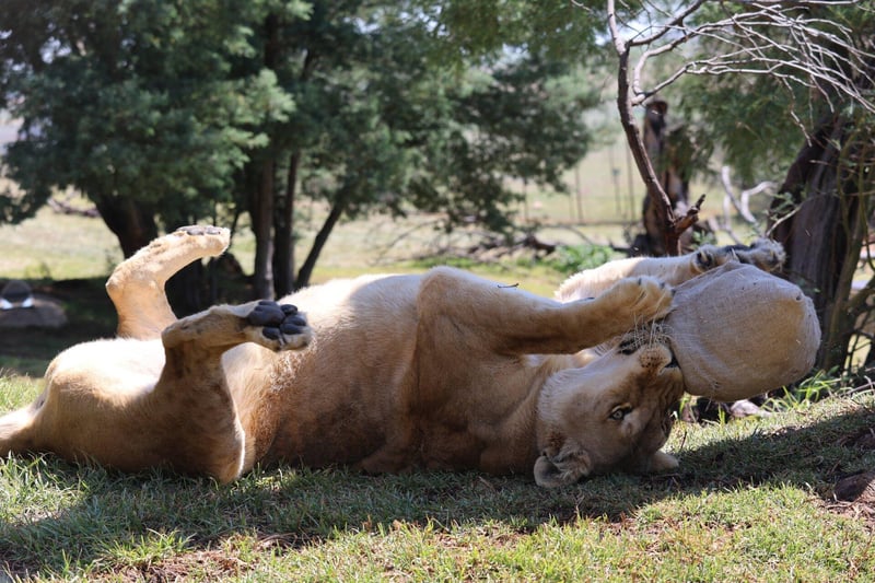 Nala's Roar of Resilience