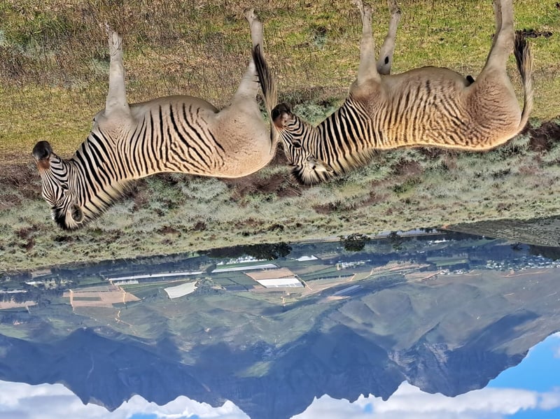 Vergelegen a haven for wildlife