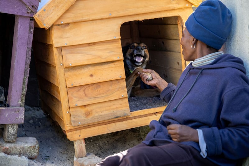 Why Dogs Remain South Africa's Most Loyal Companions