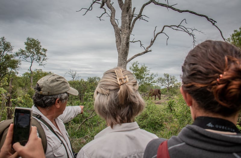 Stones Safaris Champions the Rise of Slow Safari Travel in Kruger National Park