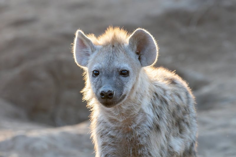 Lion & Safari Park Busts Hyena Myths This International Hyena Day