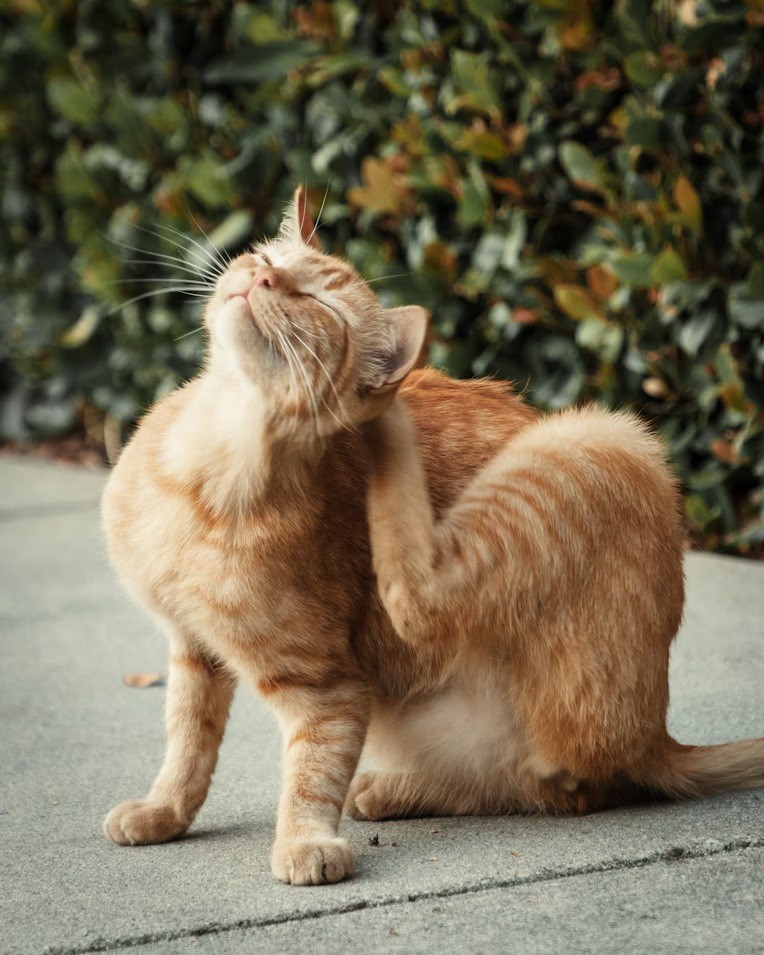 Why “itchy skin” is more than just a surface problem