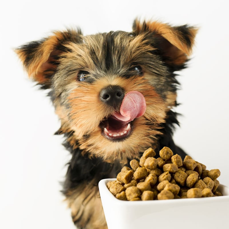 Why Oral Health Is the Missing Link in Your Dog's Long-Term Wellbeing