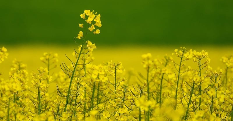 Canola Yields Reach Historic Highs As Innovation Fuels Growth And Confidence In South African Farming
