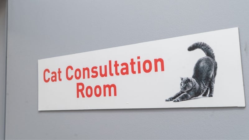 UP And Royal Canin Introduce South Africa’s First Cat-Friendly Clinic Accredited By iCatCare