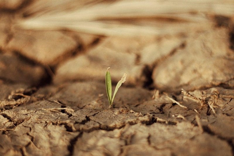 Strengthening El Niño Forecasts Heighten Contractual Risk for Southern African Farmers and Agribusinesses — Review Force Majeure Clauses Now