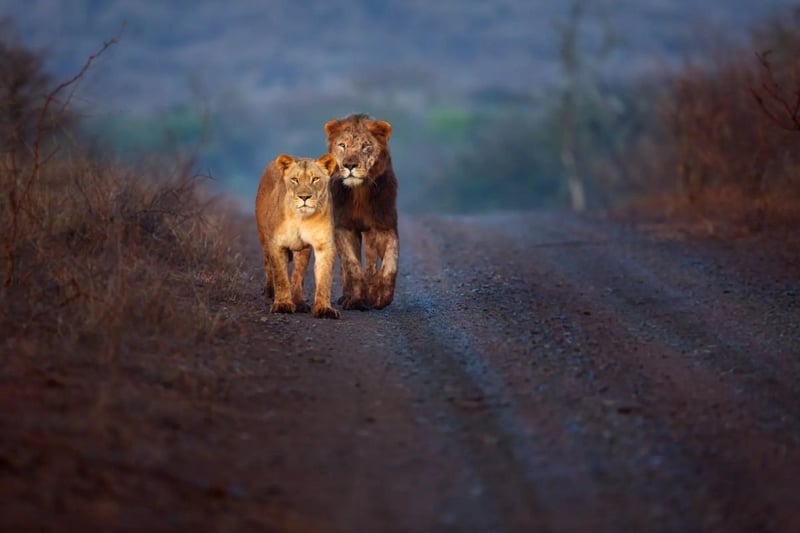 Martin Meyer Safaris Launches Its 2026 Safari Specials Collection, Affordable Safari Specials Across Southern Africa
