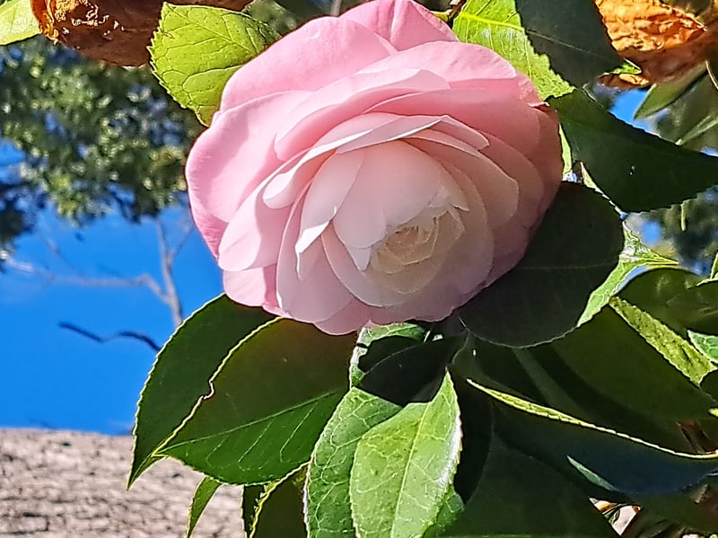 A celebration of camellias at Vergelegen