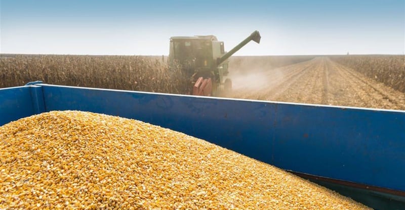 South Africa Harvests 27% Of Record 17.3 Million Tonnes Maize Amid Delayed Season