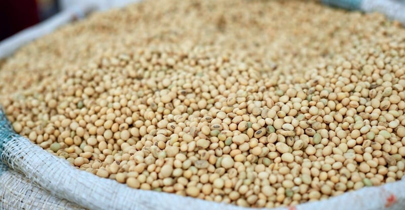 JSE Adopts Multiple Reference Points Model After Pilot for Deliverable Soybean Futures