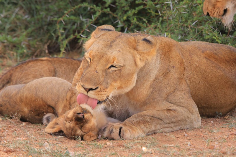 What the Animal Kingdom Can Teach Us This Mother’s Day